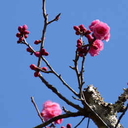 1-16.04.05 ８番 長谷寺紀貫之故里の梅の花.jpg