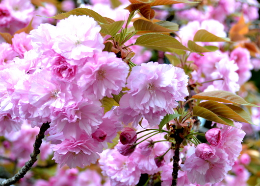 1-16.04.15 八重桜-12.jpg