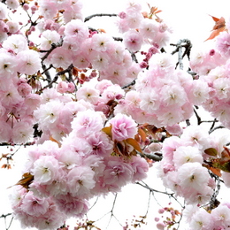 1-16.04.15 八重桜-2.jpg