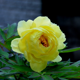 1-16.04.26 自宅の牡丹黄色-2.jpg