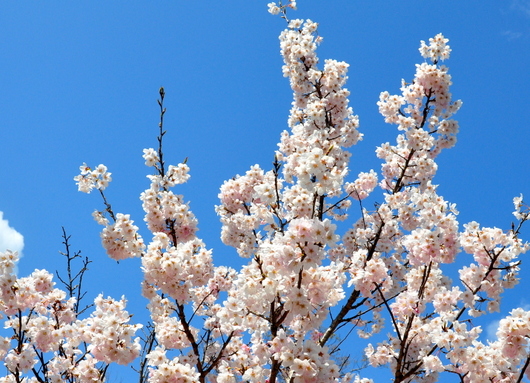 1-17.03.29 春めき桜.jpg