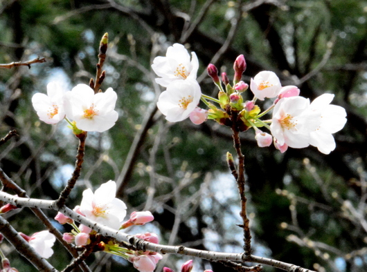 1-17.03.29 桜開花-1.jpg