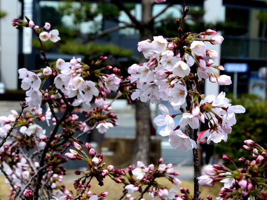 1-17.04.03 桜の開花状況-1.jpg