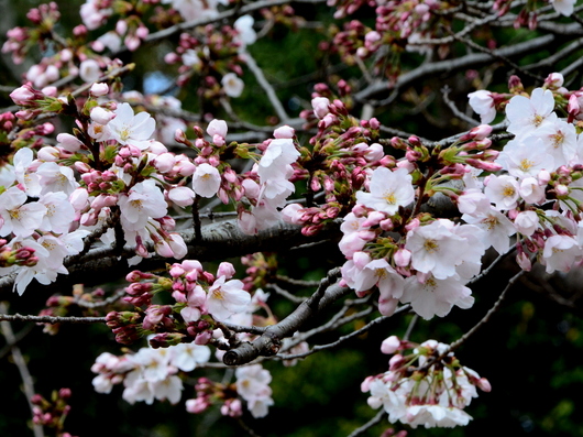 1-17.04.03 桜の開花状況-2.jpg