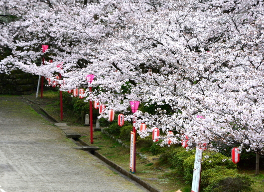 1-17.04.12 桜.jpg