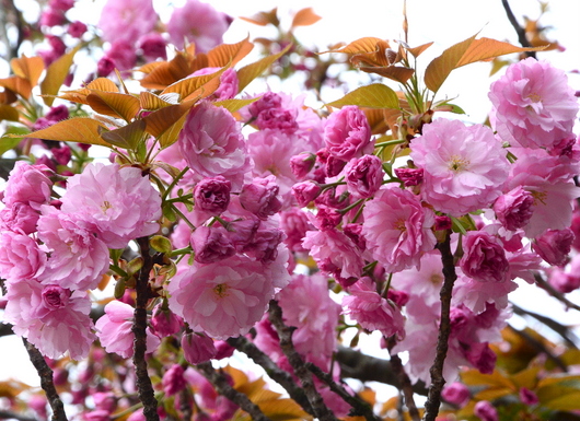 1-17.04.18 八重桜-1.jpg