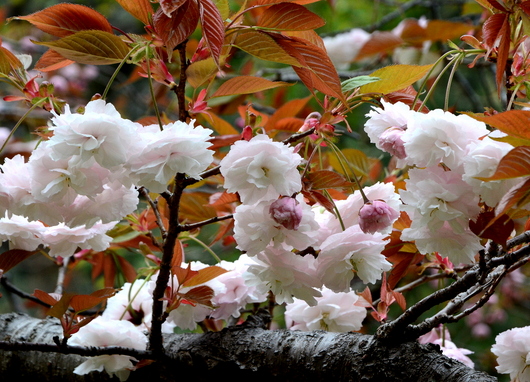 1-17.04.18 八重桜-2.jpg
