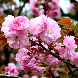 1-17.04.18 八重桜-3.jpg