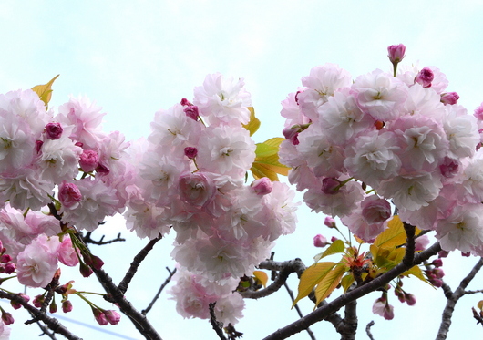 1-17.04.18 八重桜-5.jpg