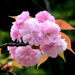 1-17.04.18 八重桜-6.jpg