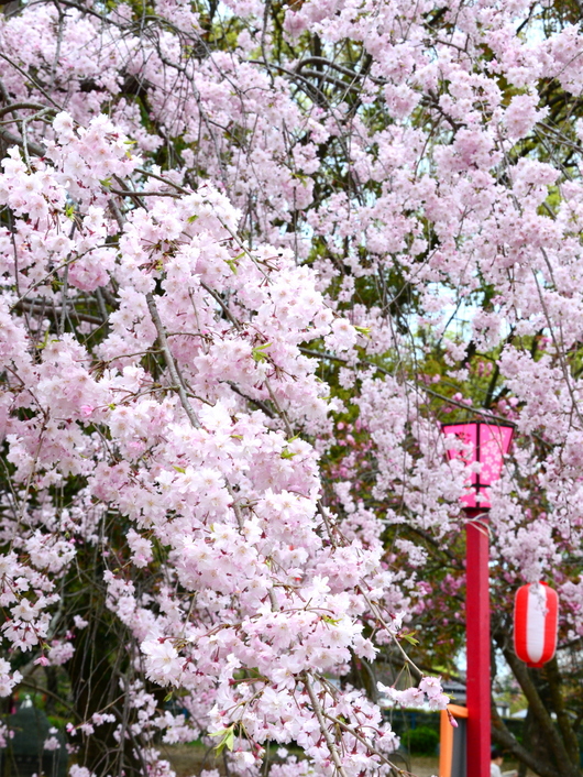 1-17.04.18 枝垂桜.jpg