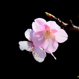 1-18.01.22 桜-1.jpg