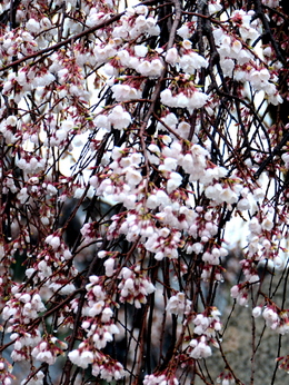 1-18.03.23 枝垂れ桜.jpg