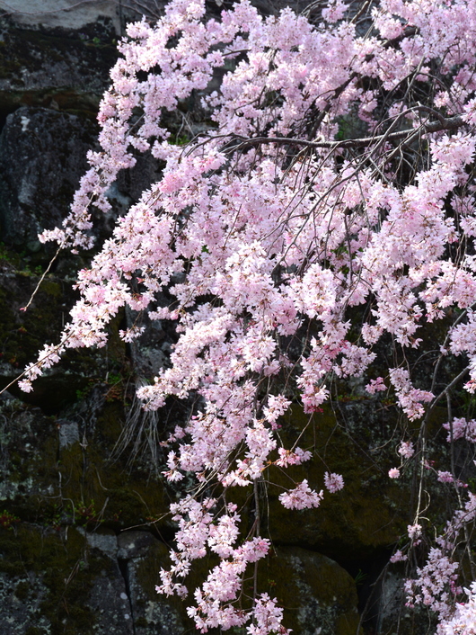 1-18.03.26 和歌山(城)公園の枝垂桜-2.jpg