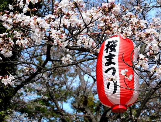 1-18.03.26 和歌山(城)公園の桜-1.jpg