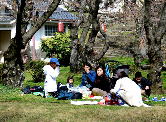 1-18.03.26 和歌山(城)公園の桜-3.jpg