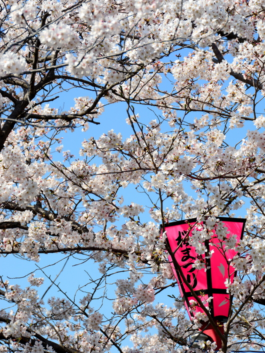 1-18.03.29 和歌山(城)公園の桜-1.jpg