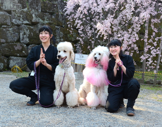 1-18.03.29 和歌山(城)公園の桜-10.jpg