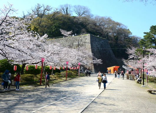 1-18.03.29 和歌山(城)公園の桜-2.jpg