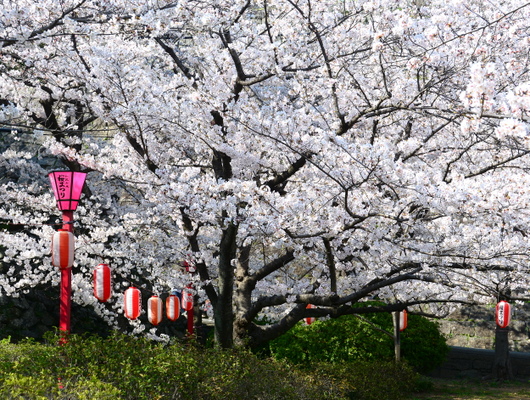 1-18.03.29 和歌山(城)公園の桜-3.jpg