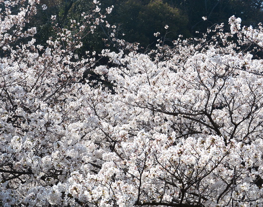 1-18.03.29 和歌山(城)公園の桜-5.jpg