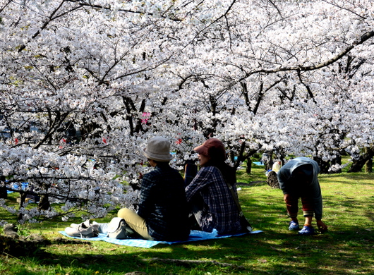 1-18.03.29 和歌山(城)公園の桜-6.jpg