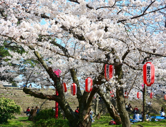 1-18.03.29 和歌山(城)公園の桜-7.jpg