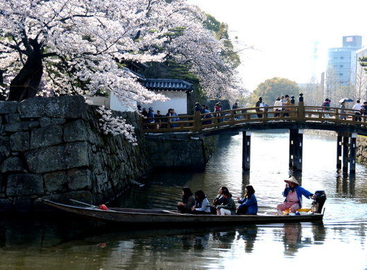 1-18.03.29 和歌山(城)公園の桜-8.jpg