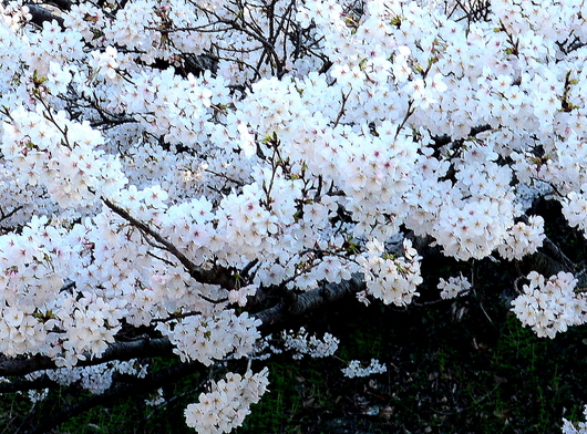 1-18.03.29 和歌山(城)公園の桜-9.jpg