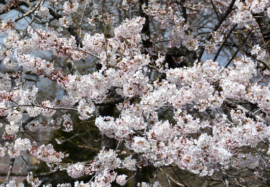 1-18.04.07 白糸の滝での桜.jpg
