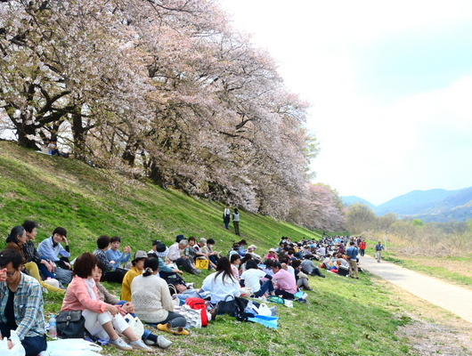 1-18.04.11 背割堤の桜-1.jpg