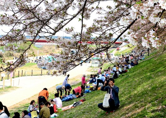 1-18.04.11 背割堤の桜-2.jpg