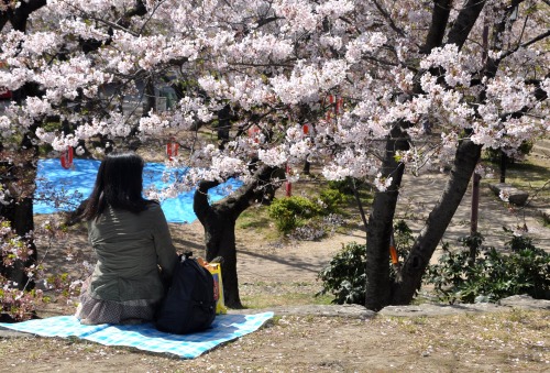 s-10.04.10 まだ咲いています桜ソメイヨシノ.jpg