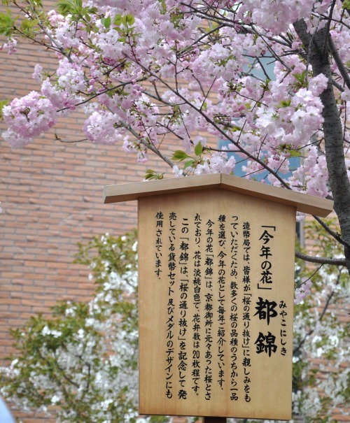 s-10.04.16 造幣局通り抜け１３．今年の桜「都錦」.jpg
